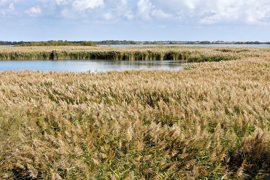 Reedbeds and lagoons,Camargue,France