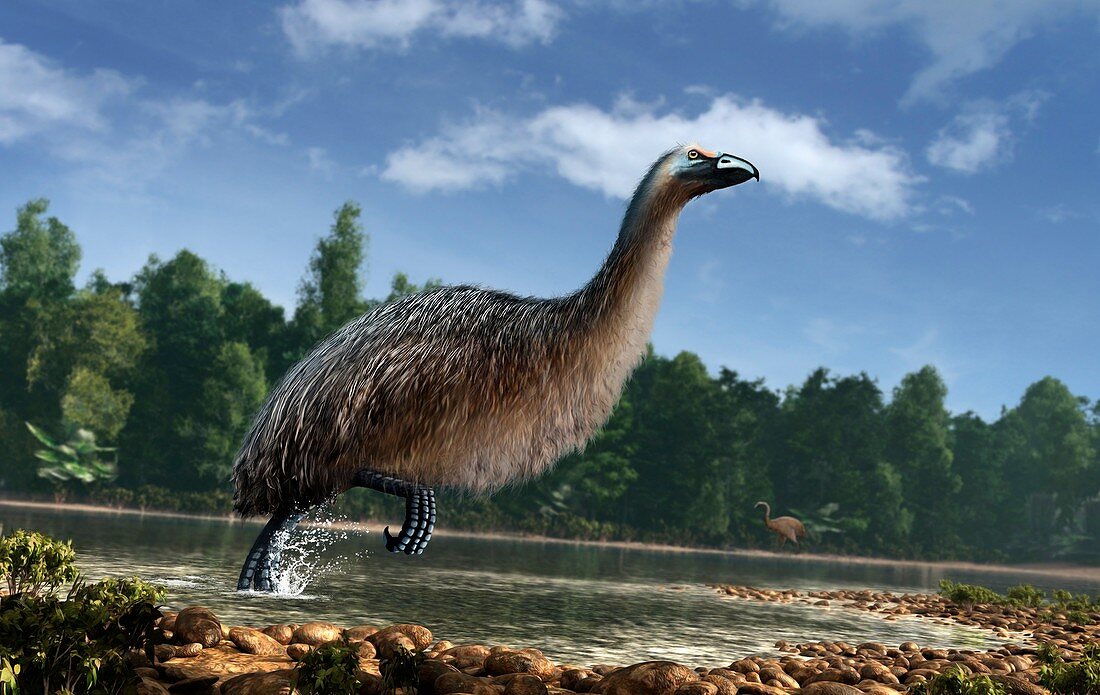 Artwork of Giant Moa in New Zealand
