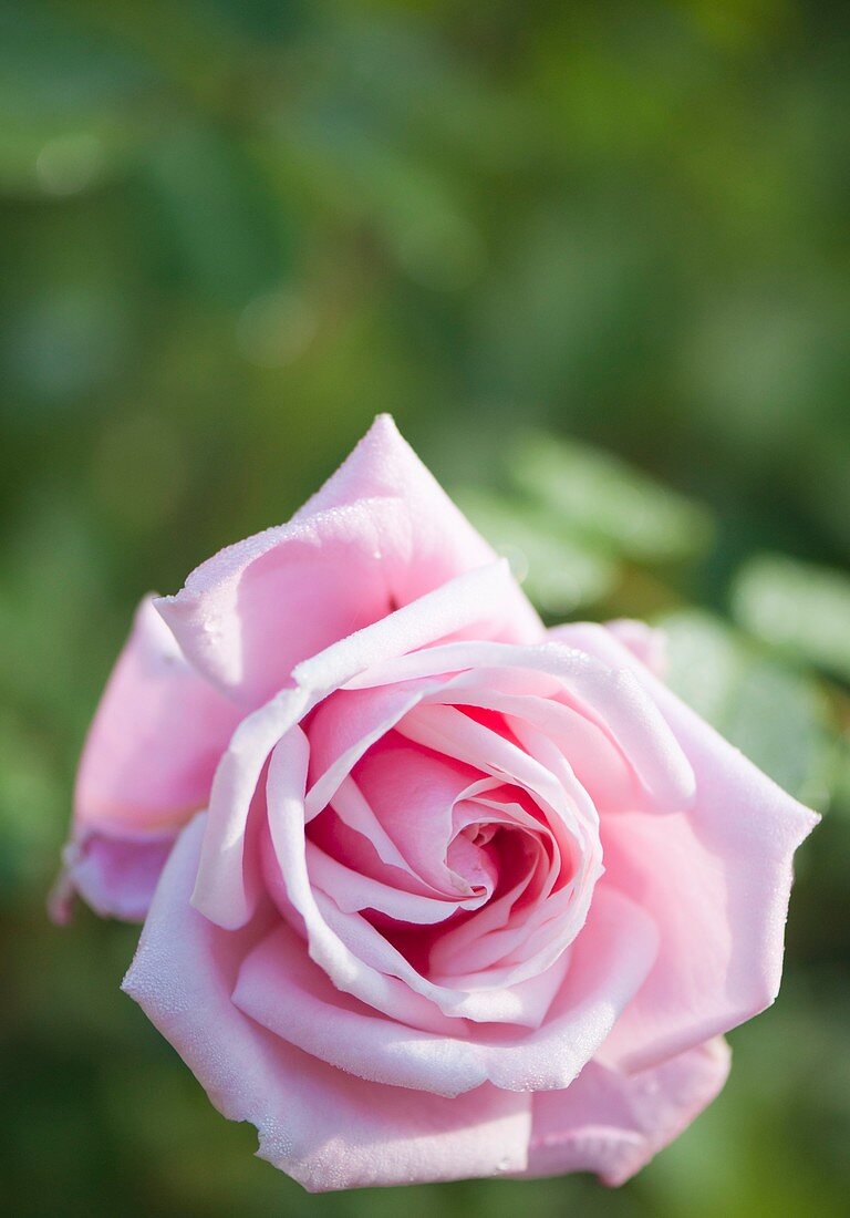 Rosa 'Frederic Mistral' flower