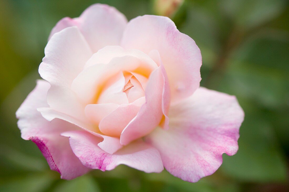 Rosa 'Gruss an Aachen' flower