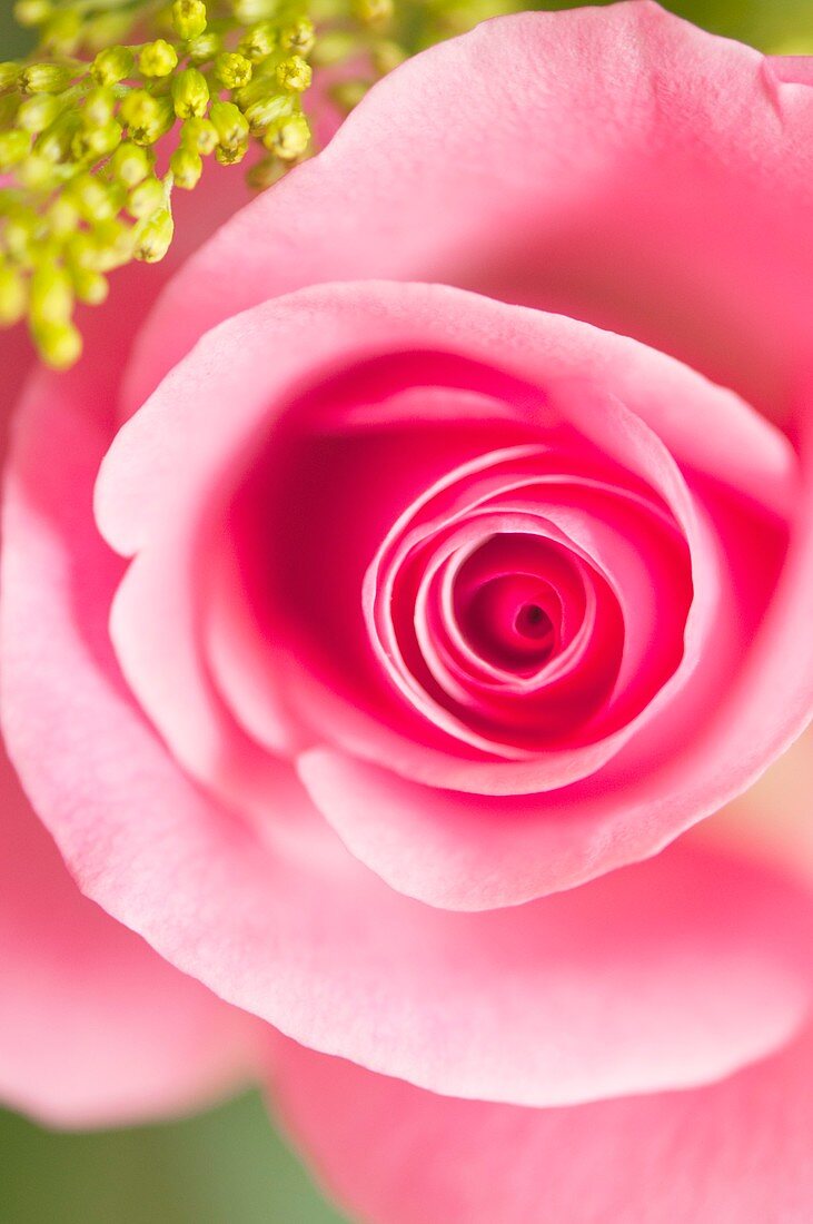Rosa sp. flower