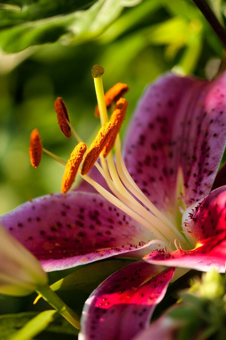 Oriental lily (Lilium sp.) flower