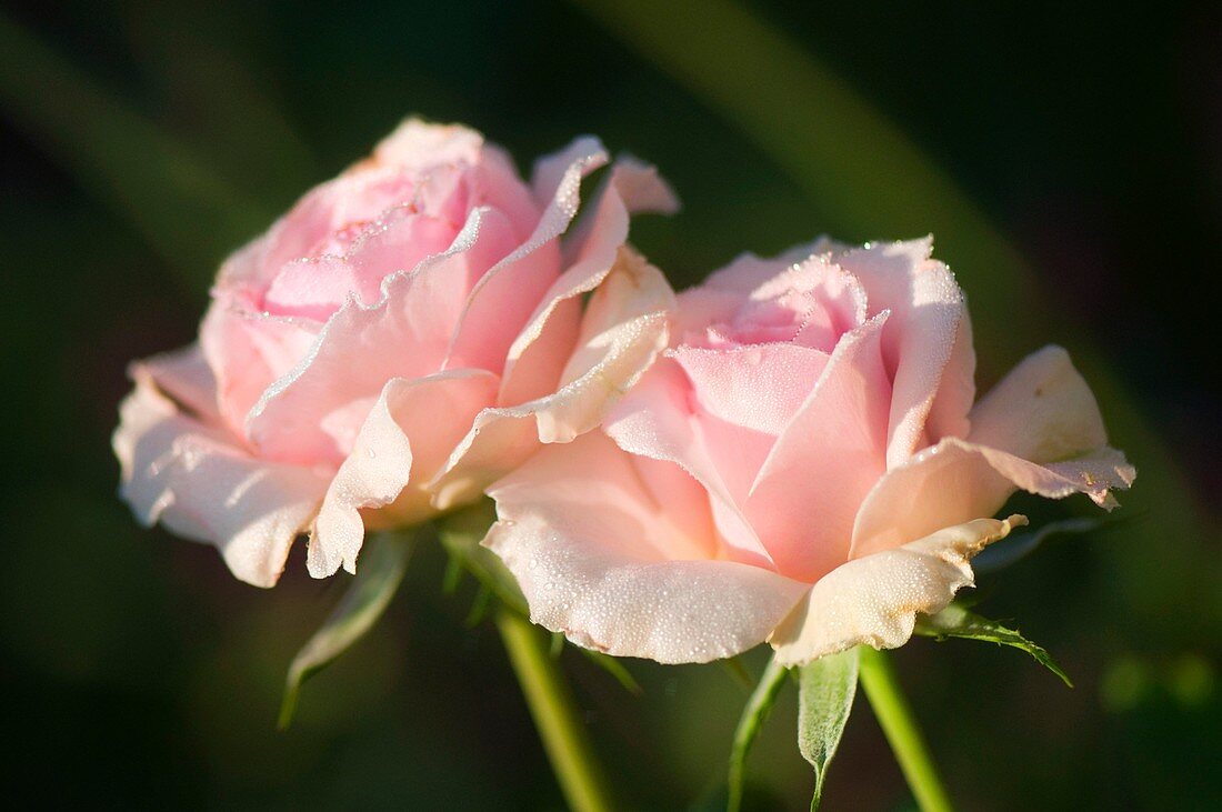 Rosa 'Johann Strauss' flowers