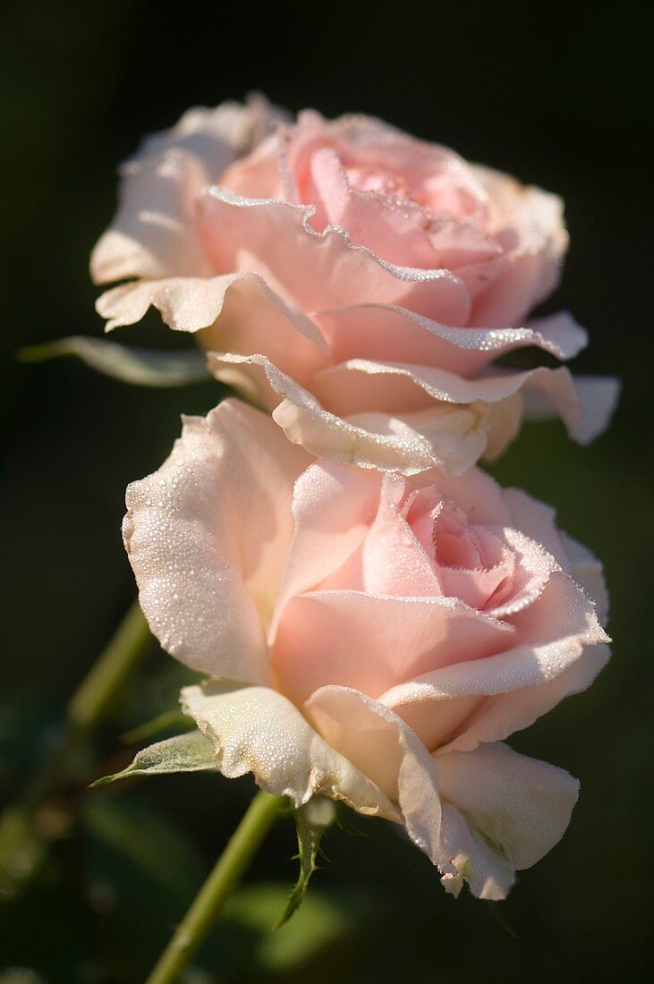 Rosa 'Johann Strauss' flowers