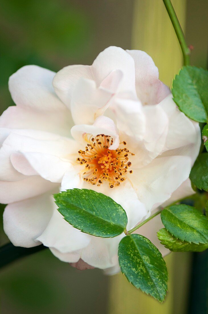 Rosa 'Auguste Gervai' flower