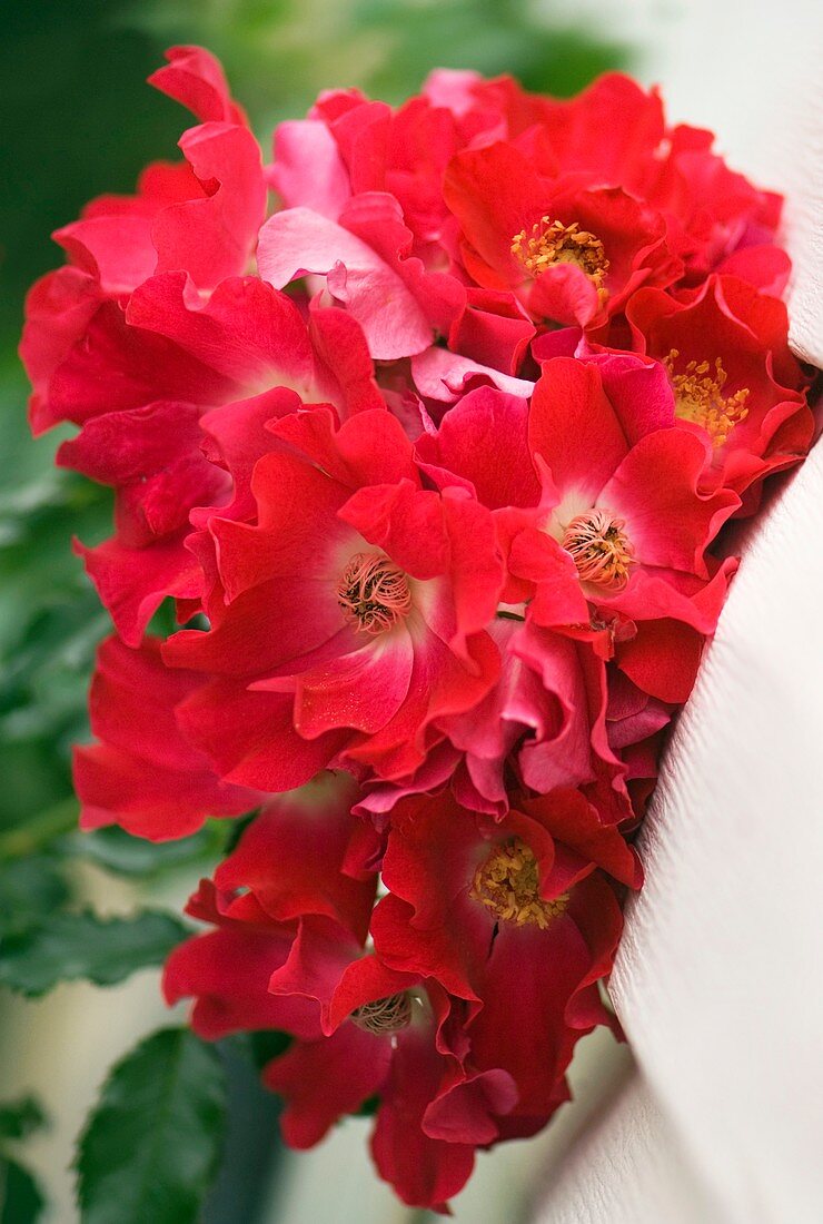 Rosa 'Dortmund' flowers