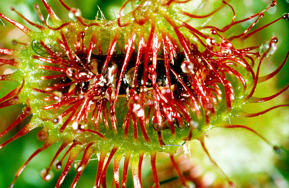 Fly being digested by sundew leaf
