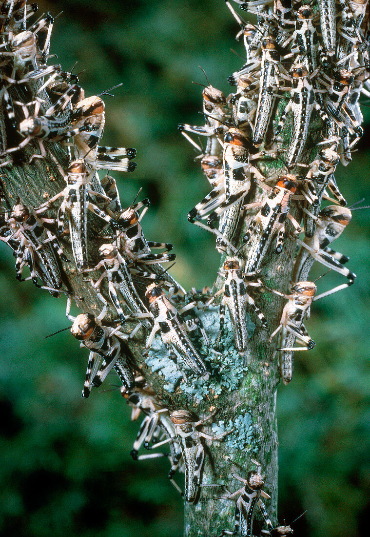 Desert locust nymphs