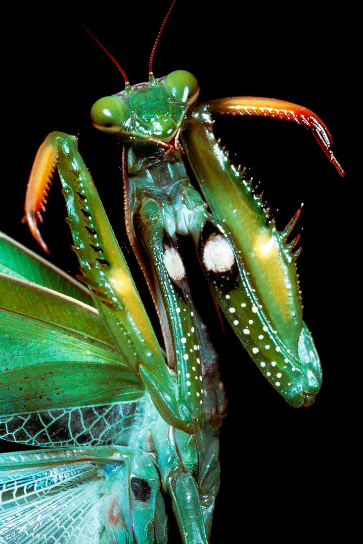 Praying mantis threat display