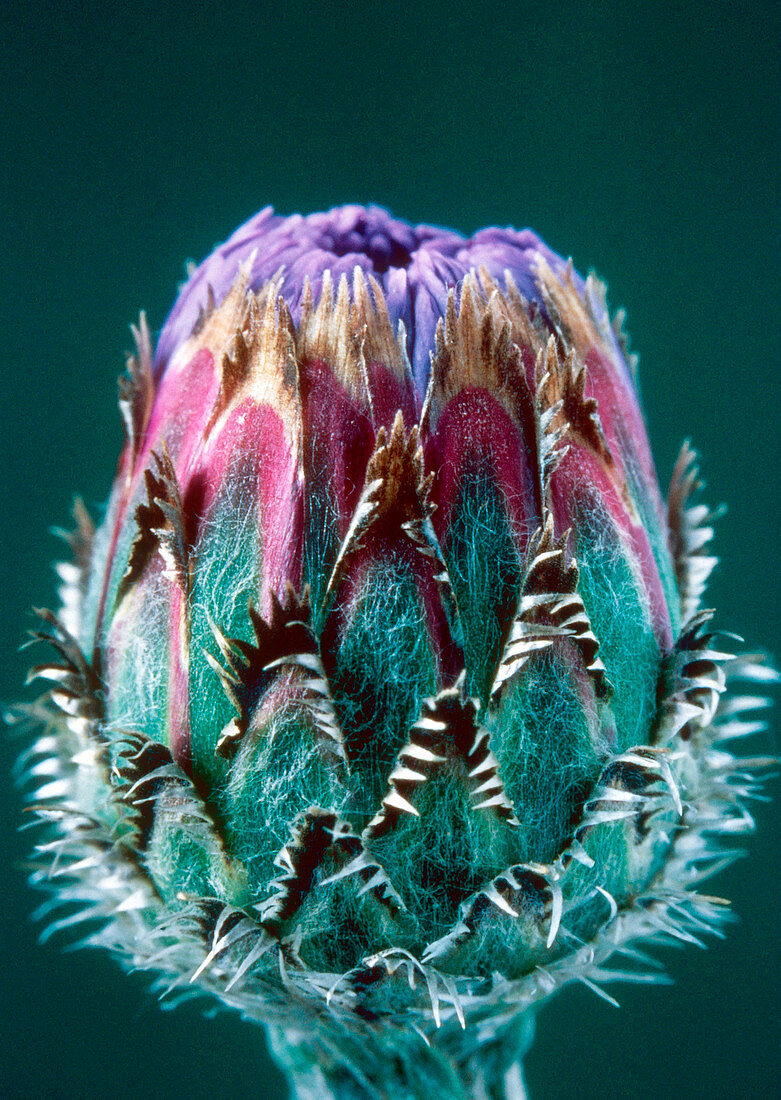Cornflower (Centaurea cyanus)