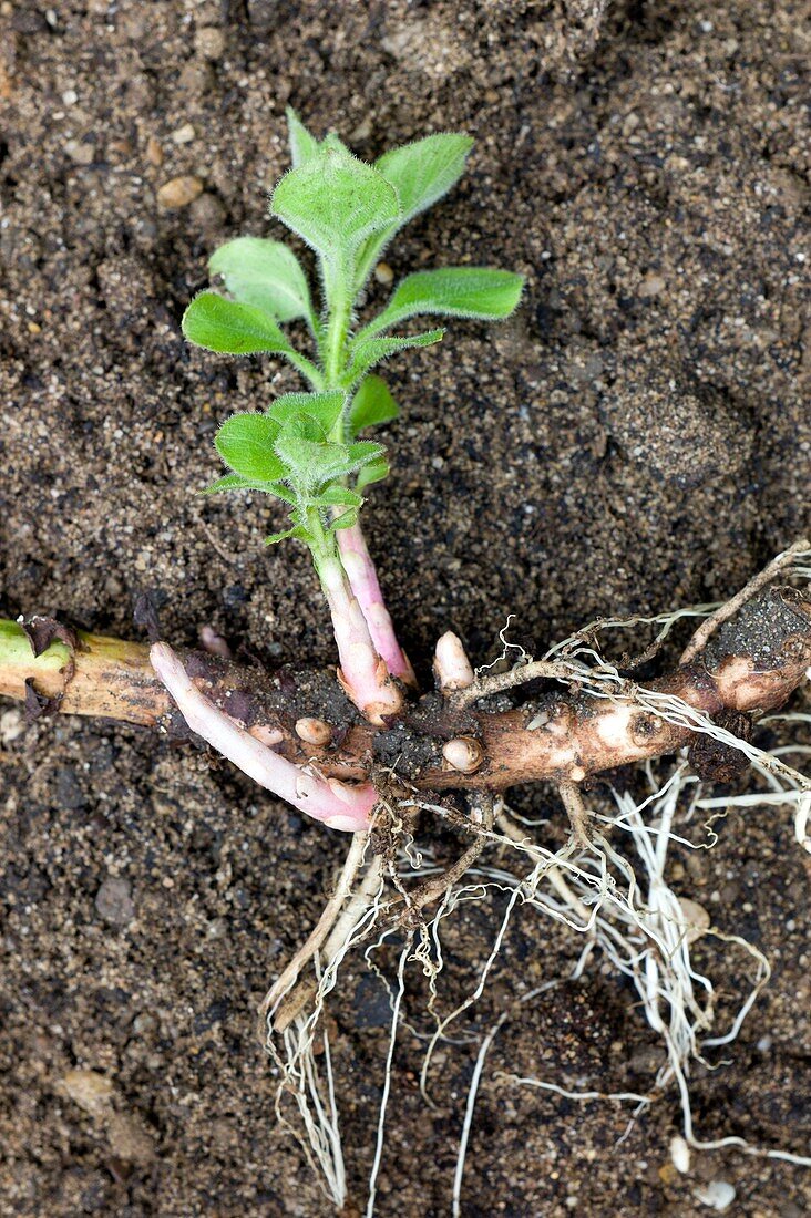 Rhizome of Lysimachia punctata