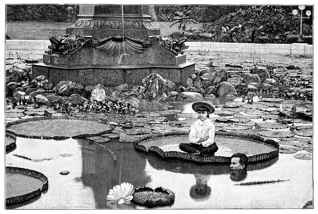 Giant water lilies,19th century