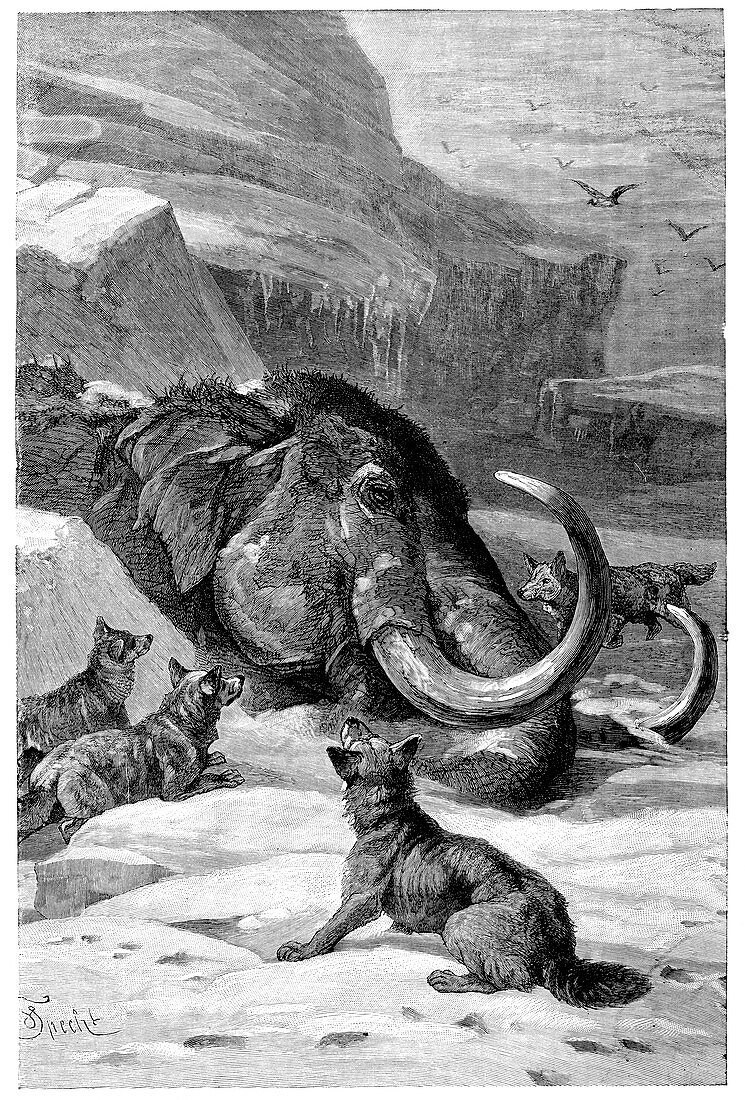 Frozen mammoth eaten by huskies,1899