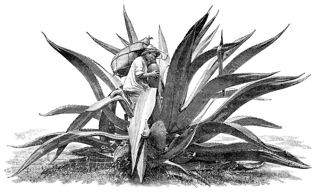 Extracting agave sap,early 20th century