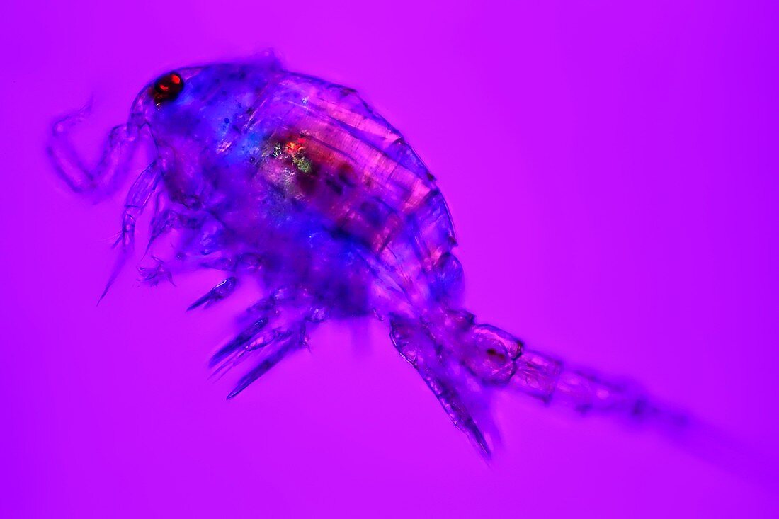 Copepod crustacean,light micrograph