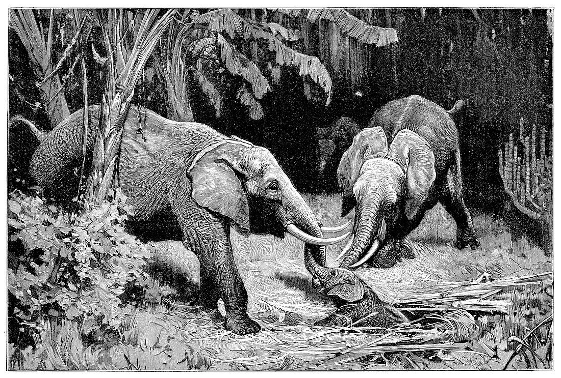 Rescue by African elephants,19th century