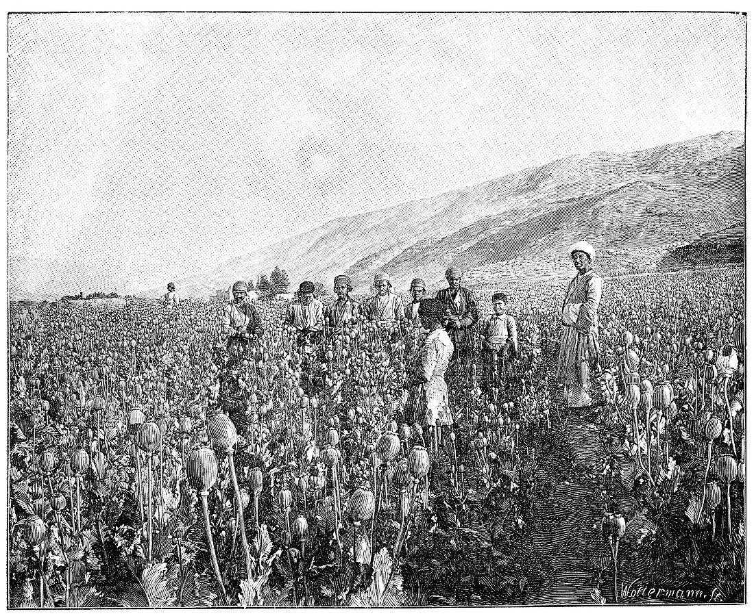 Opium farming in Persia,19th century