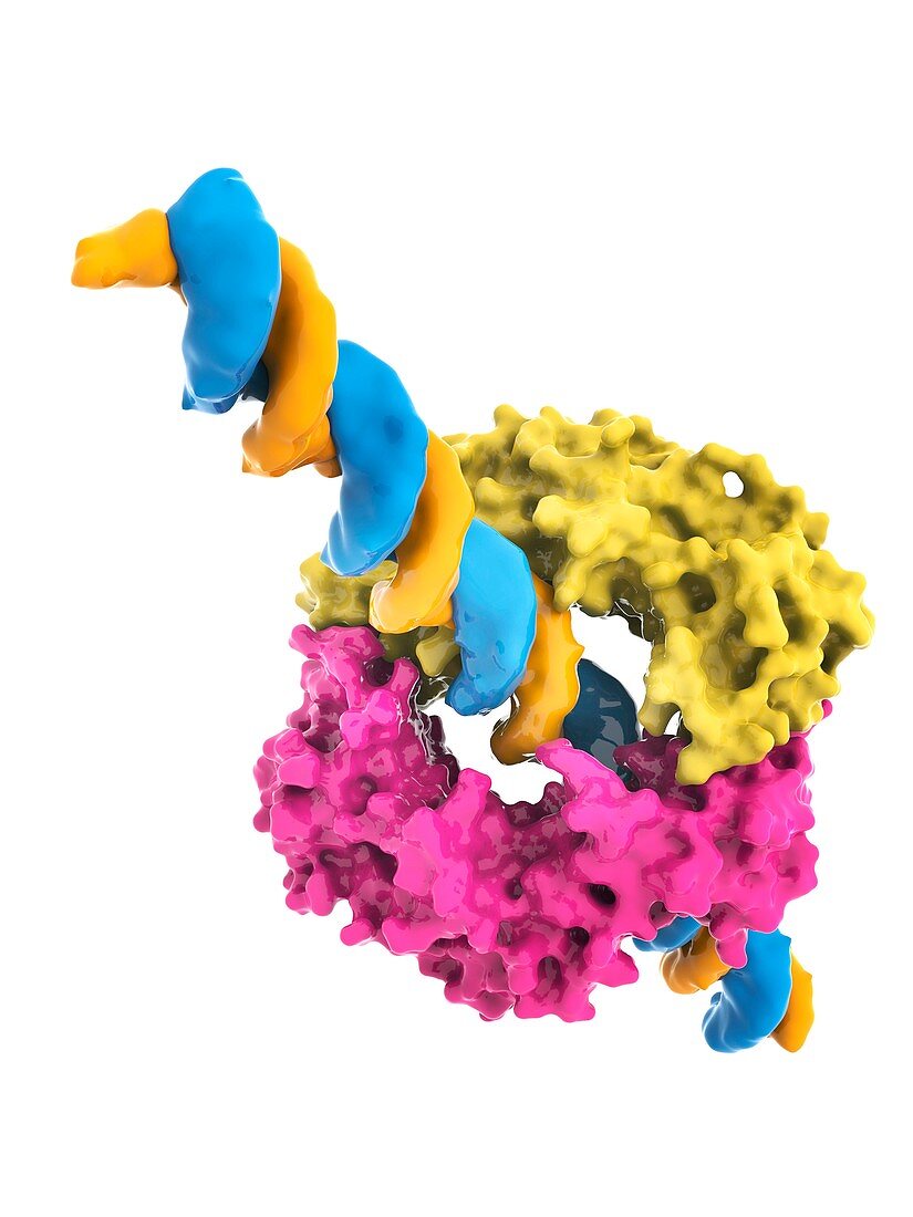 DNA clamp and DNA,molecular model