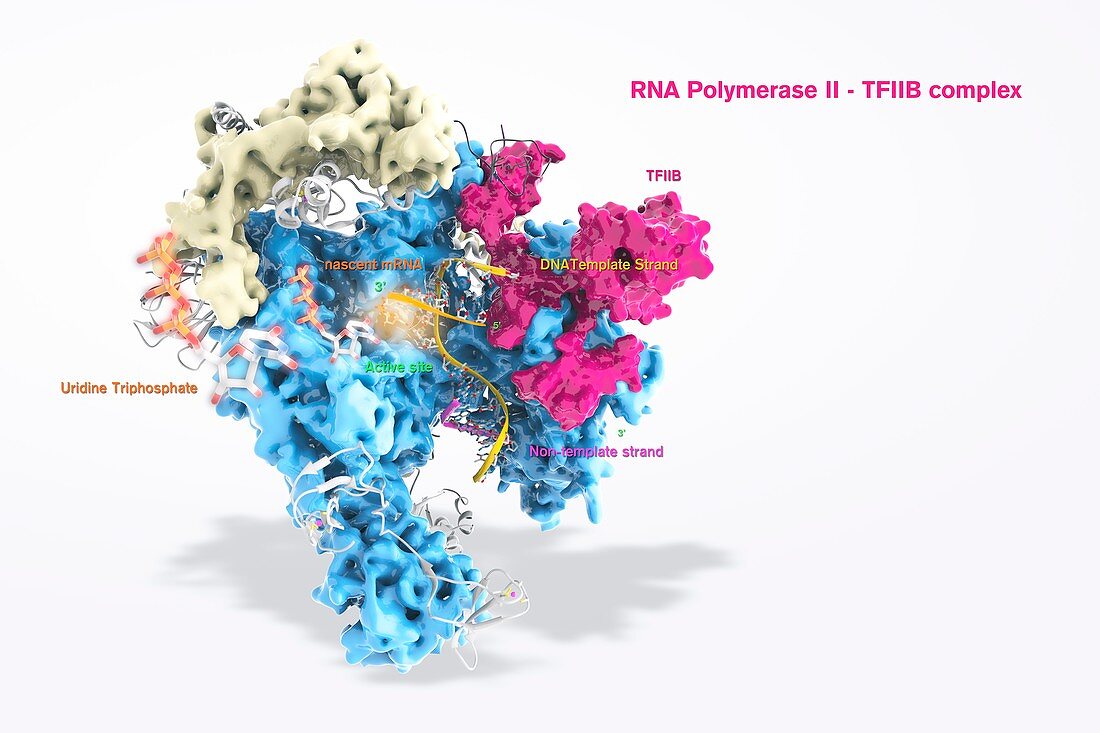 RNA polymerase II and TFIIB
