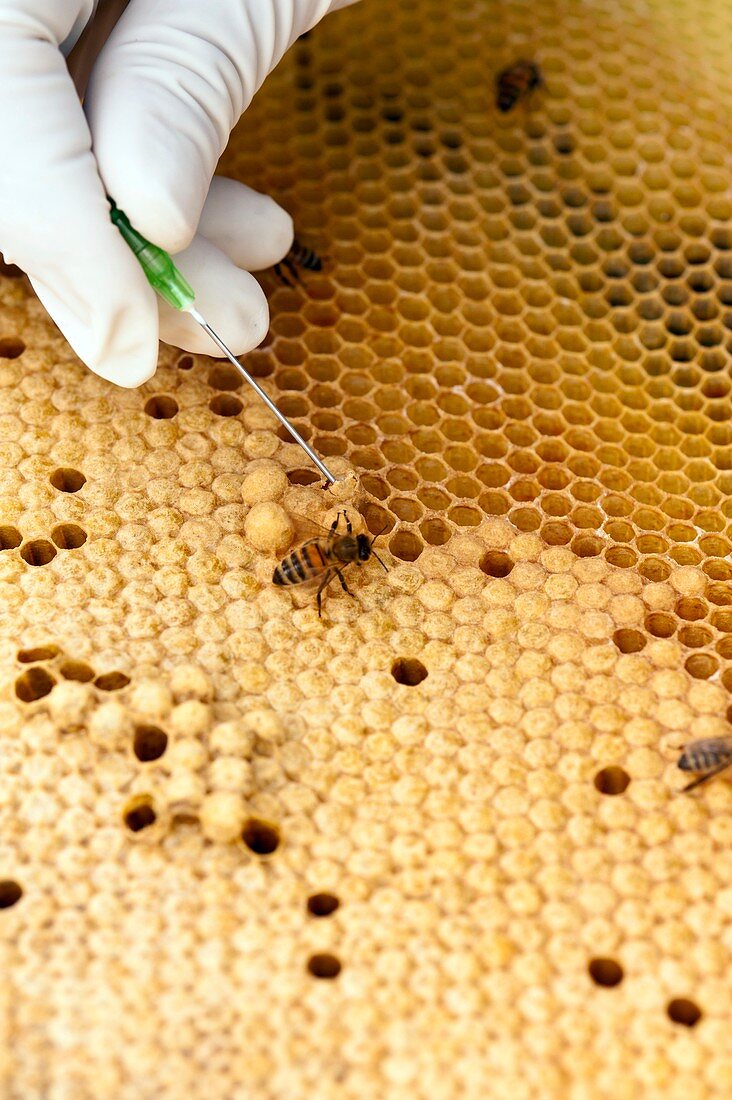 Bee hive health check