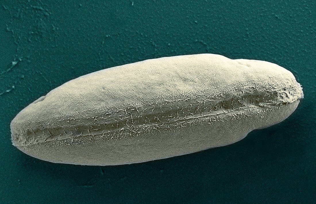 Phaeodactylum tricornutum,SEM