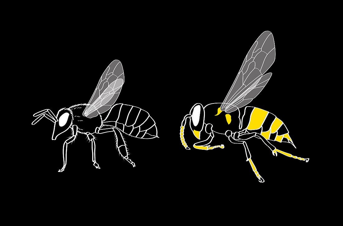 Bee and wasp anatomy,artwork