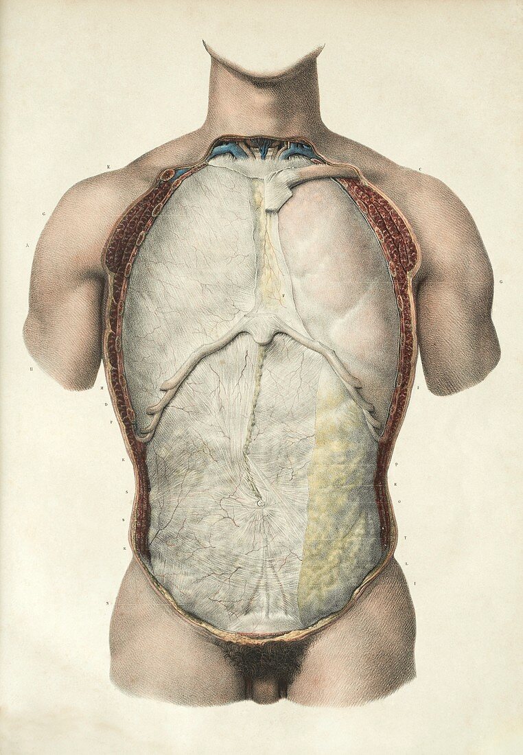 Pleura and peritoneum, 1839 artwork