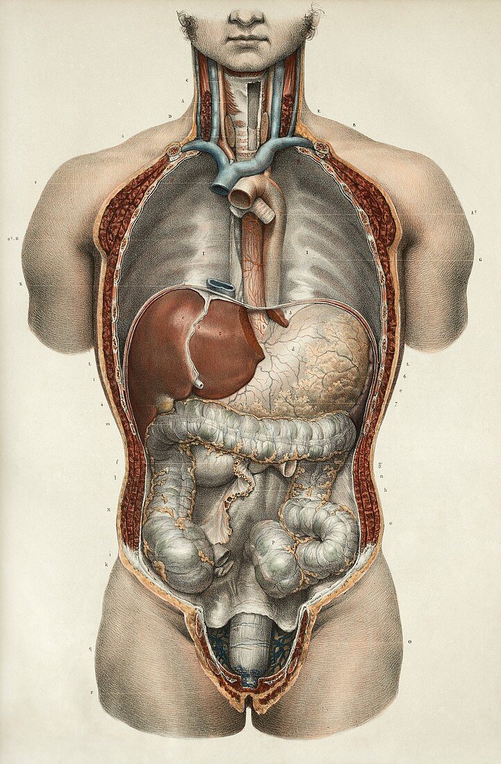 Digestive system,1839 artwork