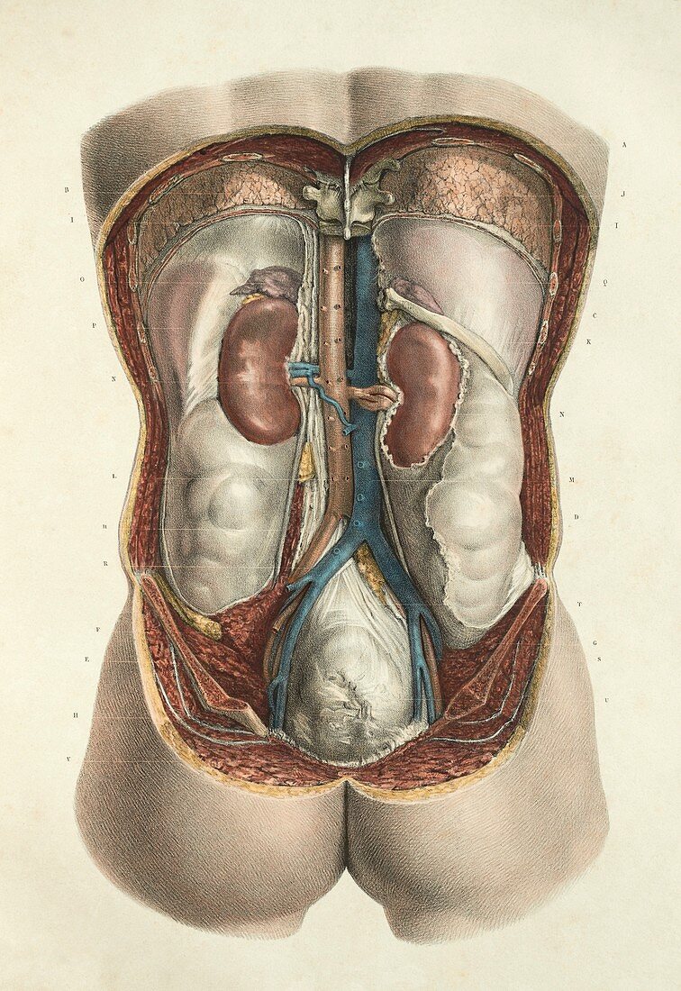 Kidneys, 1839 artwork