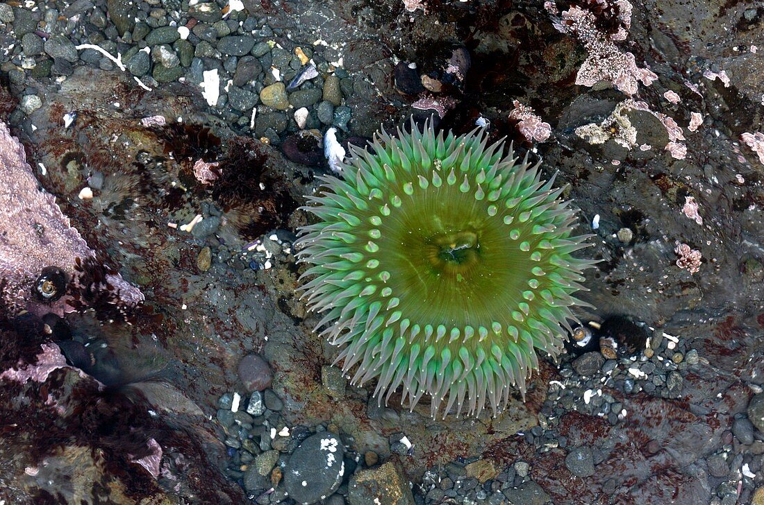 Giant green anemone in a rock pool