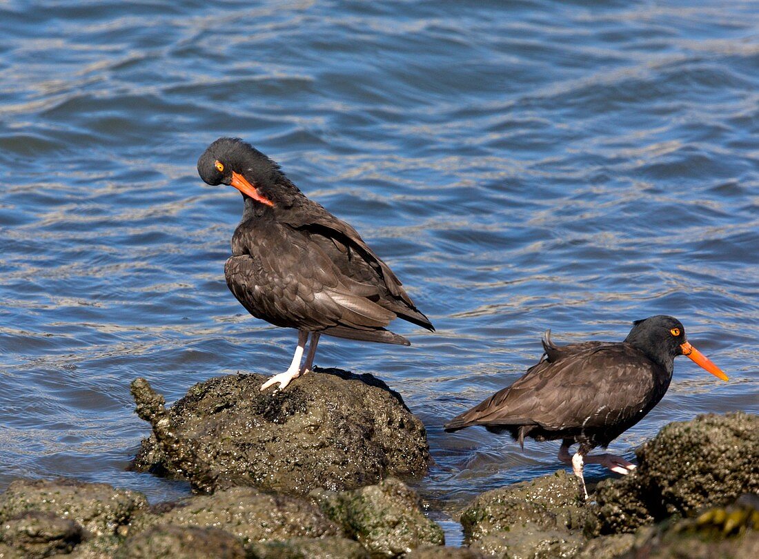 Black oystercatchers feeding