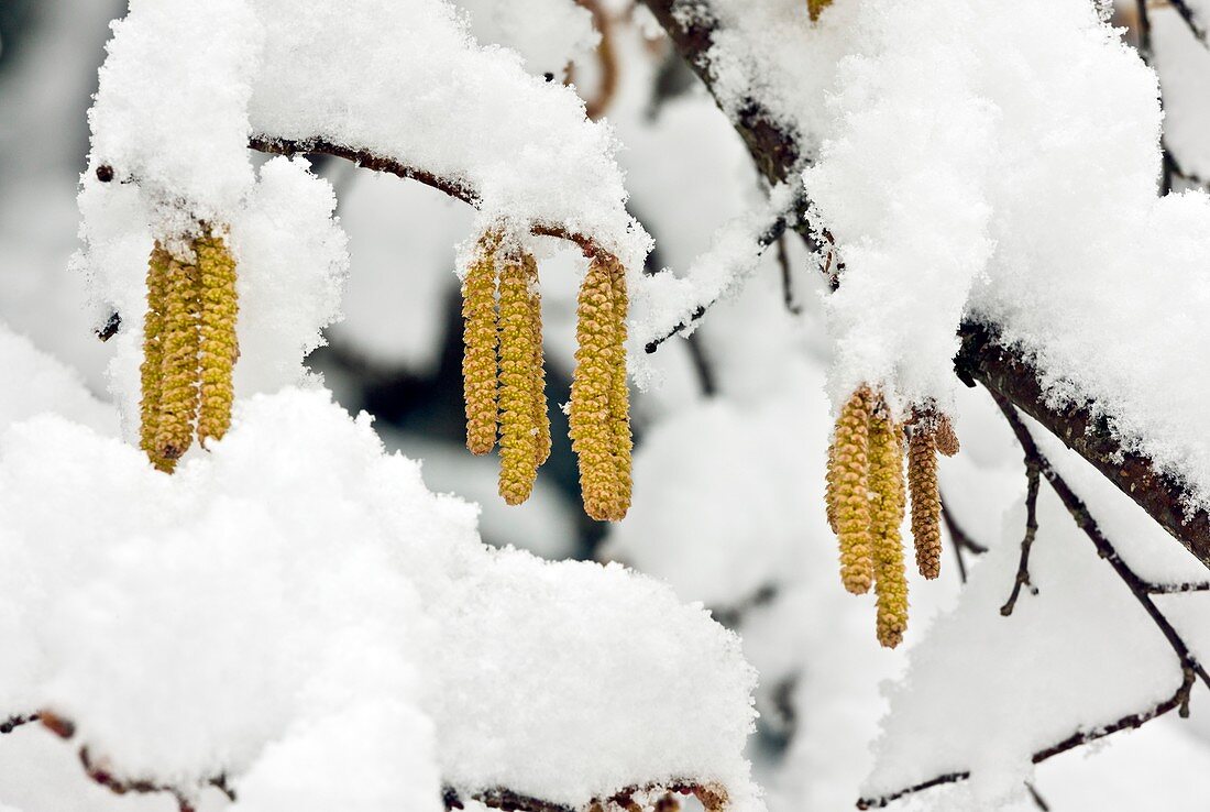 Hazel (Corylus avellana) catkins