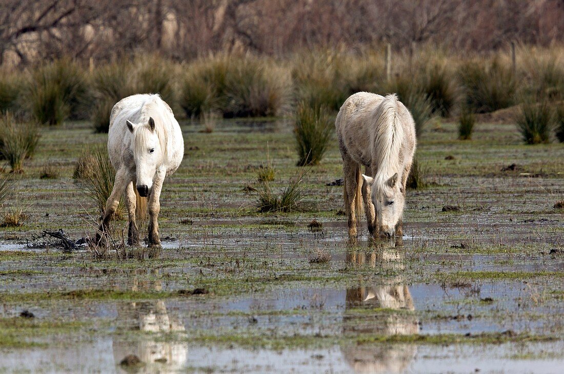 White horses grazing in marshland
