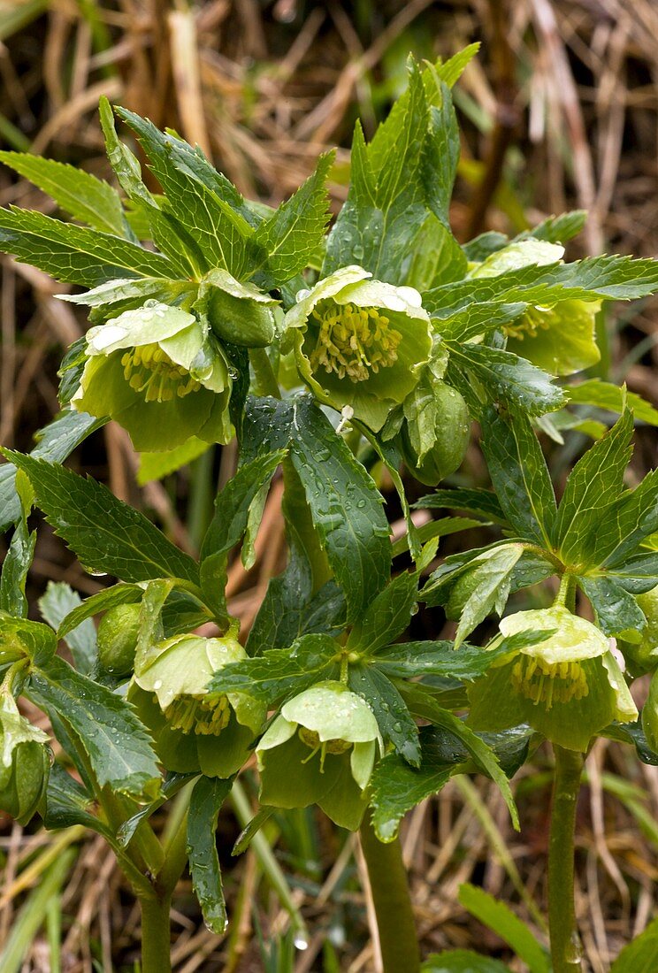 Green hellebore (Helleborus viridis)