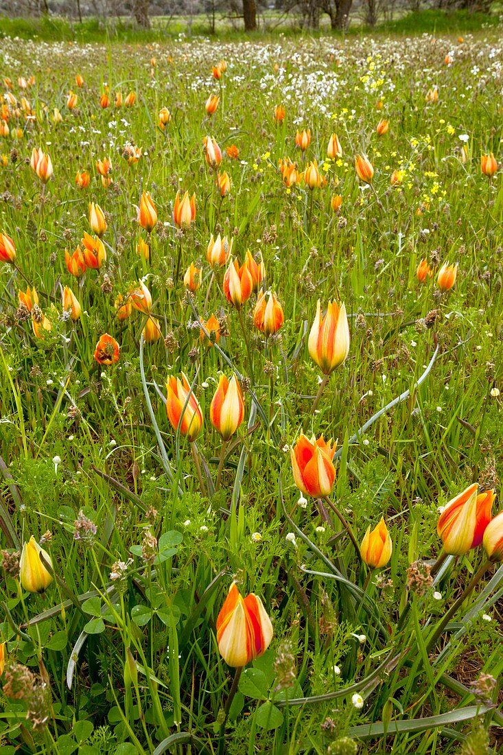 Orange wild tulips (Tulipa orphanidea)