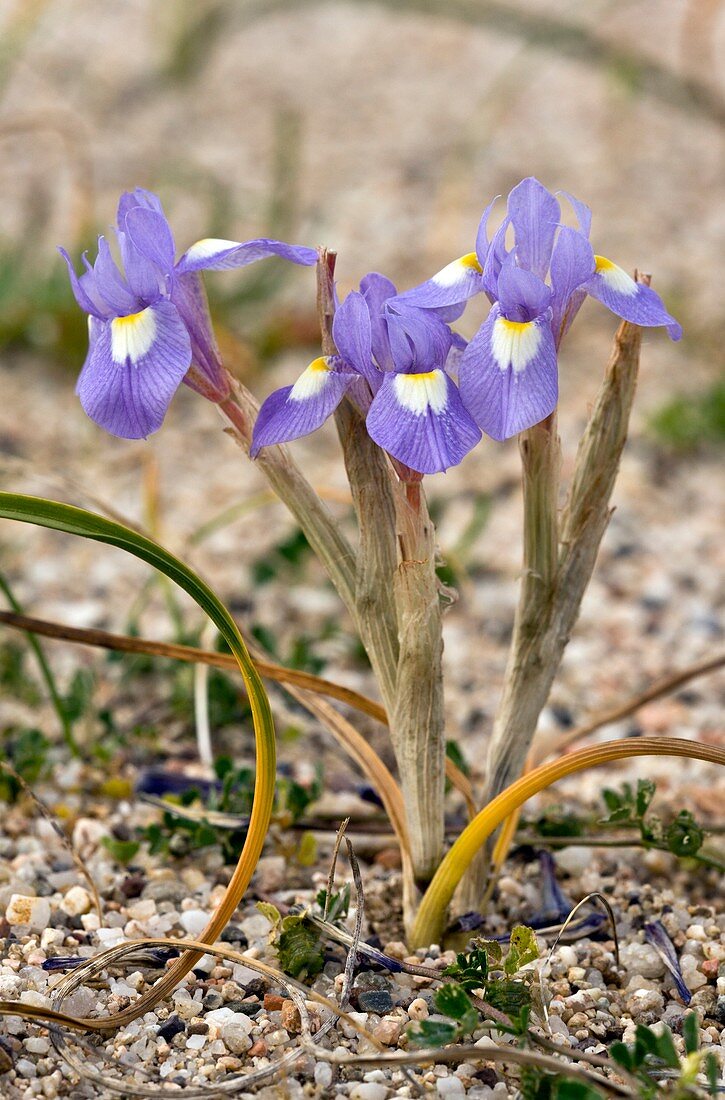 Iris (Moraea sisyrinchium 'Barbary Nut')