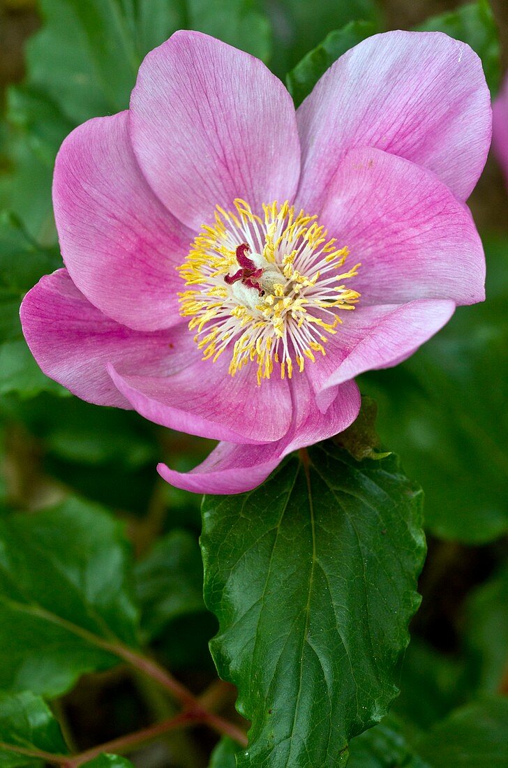 Peony (Paeonia morisii) flower