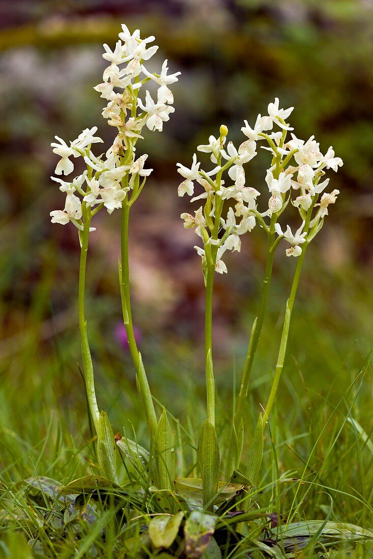 Provence orchids (Orchis provincialis)
