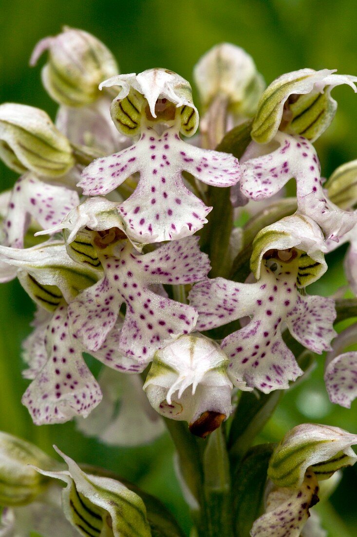 Milky orchid (Orchis lactea)