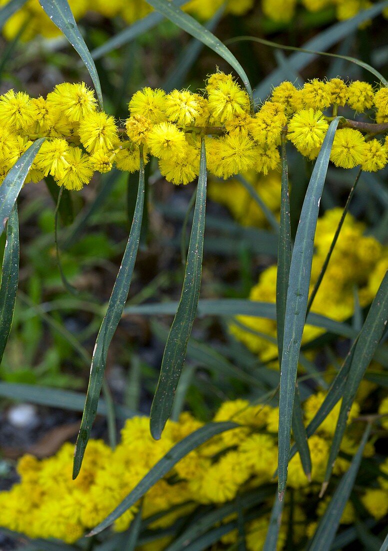 Blue-leafed wattle (Acacia saligna)