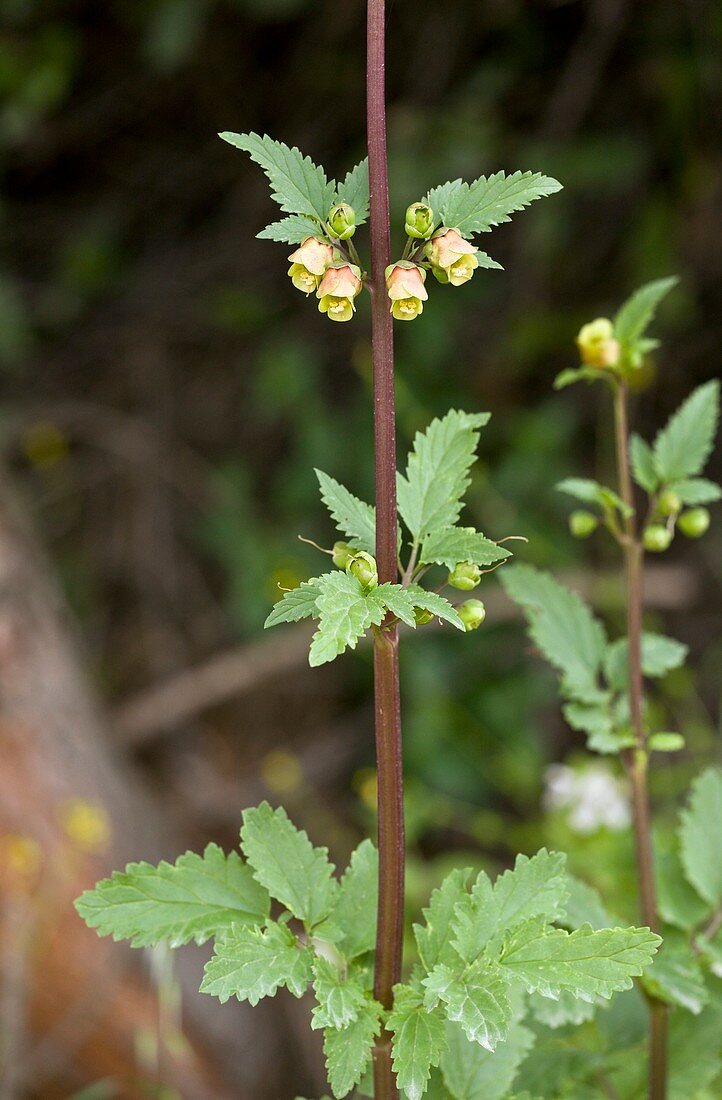 Figwort (Scrophularia trifoliata)