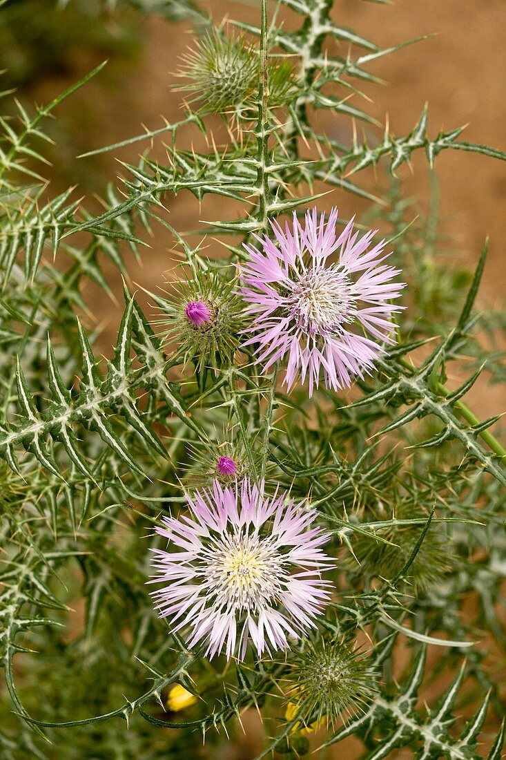 Milk thistle (Galactites tomentosa)