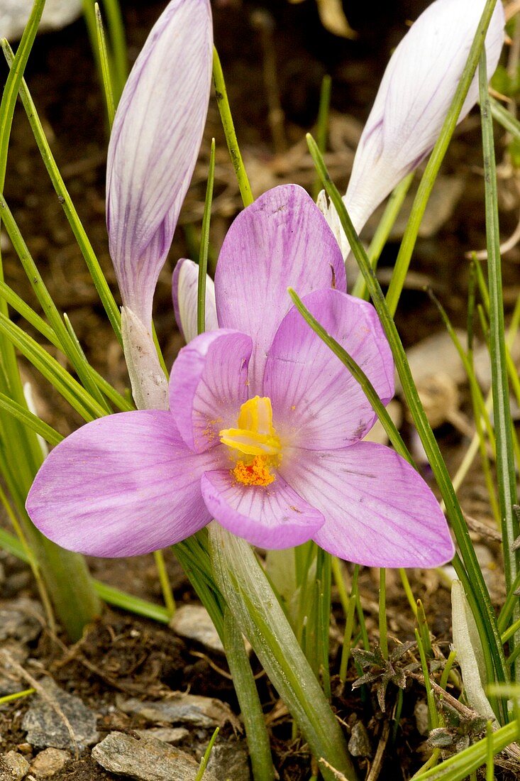 Crocus (Crocus minimus) in flower