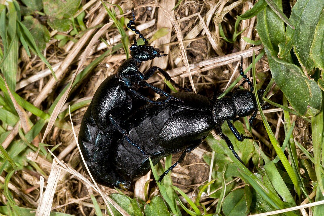 Oil beetles mating