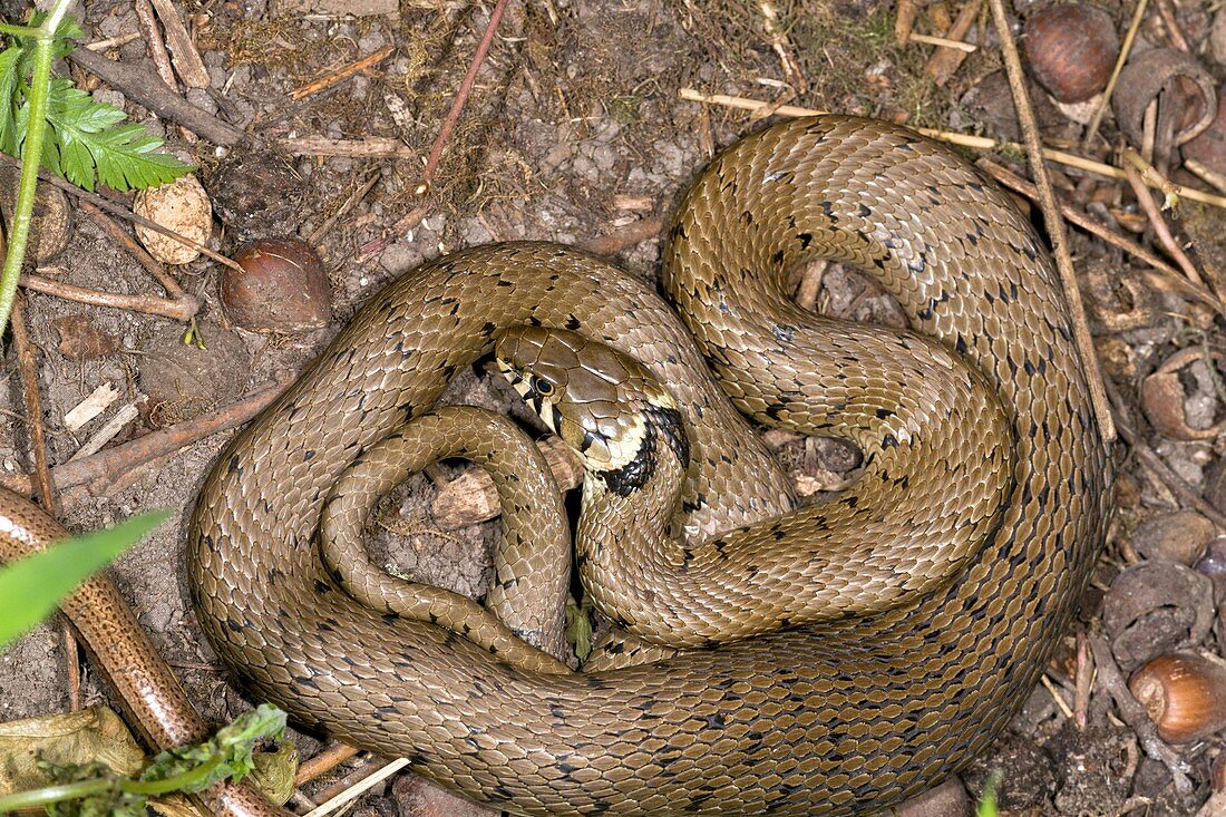 Grass snake and slow worm