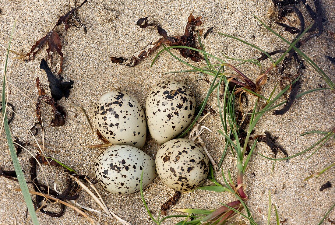 Ringed plover eggs
