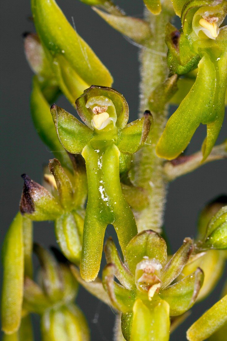 Twayblade (Listera ovata) orchid flowers