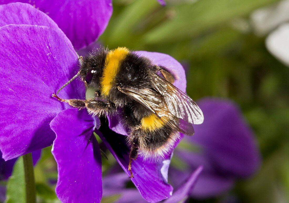 Buff-tailed bumblebee on a pansy