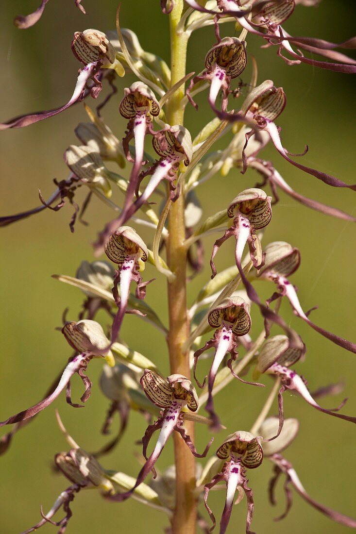 Lizard orchid (Himantoglossum hircinum)