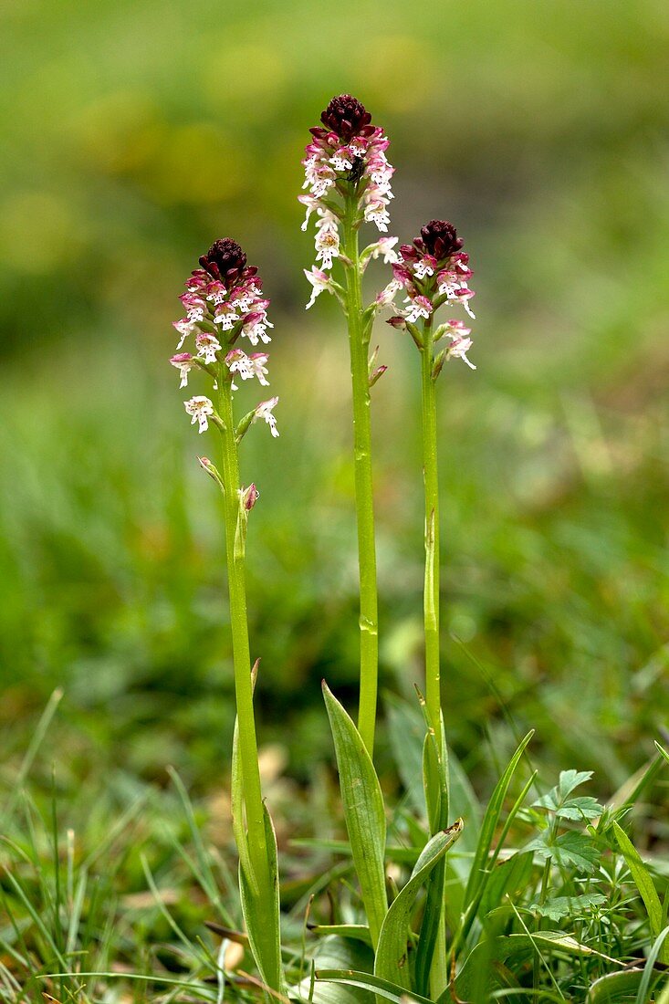 Burnt-tip orchid (Neotinea ustulata)